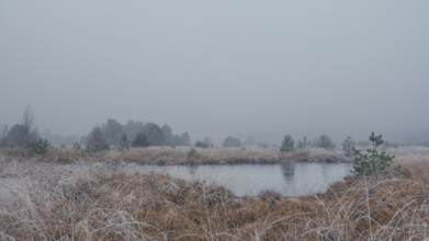 View of a frozen pond in the moor with hoarfrost frozen vegetation, landscape photo, nature photo,