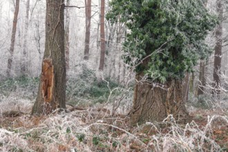 View of a damaged tree frozen with hoarfrost and a tree overgrown with ivy, landscape photo, nature