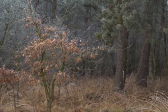 View of young oak tree growing at the edge of the forest with frozen hoarfrost, landscape photo,