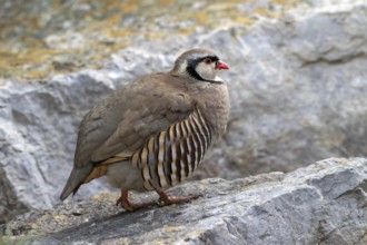 Rock partridge (Alectoris graeca), on the ground, captive, Alpine Zoo, Innsbruck, Tyrol, Austria,