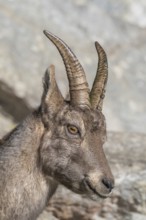 Alpine ibex (Capra ibex), female, portrait, captive, Alpine Zoo, Innsbruck, Tyrol, Austria, Europe