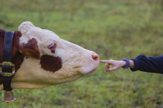 A woman pets Holstein Friesian cow