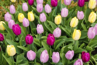 Gönningen tulip blossom, historic Gönningen cemetery, tulips (Tulipa), flowers, colourful, yellow,