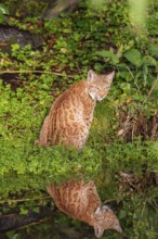 A young lynx (Lynx lynx) sits by a pond in which it is reflected