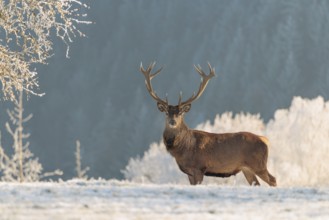 A red deer stag (Cervus elaphus) stands in the first light of day on a meadow covered in hoar frost