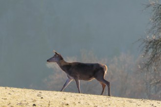 A female red deer (Cervus elaphus) crosses a meadow covered in hoar frost in the first light of day