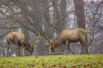 Two red deer (Cervus elaphus) stand in a meadow on a foggy day and playfully fight outside the