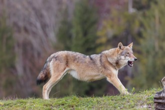 A female eurasian gray wolf (Canis lupus lupus) stretches out on a meadow on top of a hill