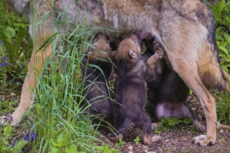 A female grey wolf (Canis lupus lupus)nurses her pups at forest edge