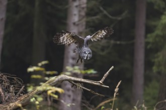 One great grey owl (Strix nebulosa) flying through a spruce forest