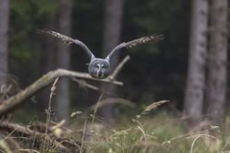 One great grey owl (Strix nebulosa) flying through a spruce forest