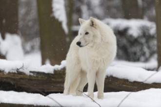 Melville Island wolf (Arctic wolf) standing in snow covered forest, snow falling