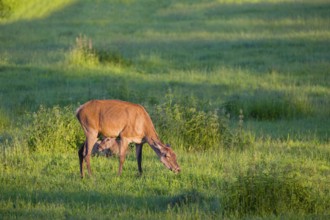 An Altai maral hind, Altai wapiti or Altai elk (Cervus canadensis sibiricus) stands grazing in a