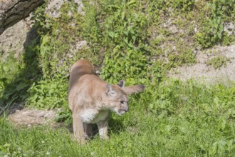 One male cougar, Puma concolor, walking over a meadow in bright sunshine. Rock wall covered with