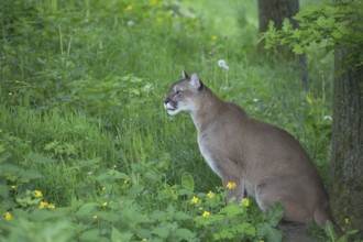 One male cougar, Puma concolor, resting in front of a log and yellow flowers in fresh green grass