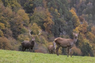 One red deer stag (Cervus elaphus) and some hind stand on a meadow on hilly ground during a storm.