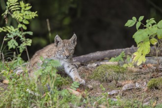 One young (10 weeks old) male Eurasian lynx, (Lynx lynx), walking along a forest edge