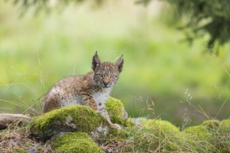 One young (10 weeks old) male Eurasian lynx, (Lynx lynx), sitting on mossy rocks at a forest edge