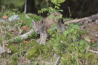 One young (10 weeks old) male Eurasian lynx, (Lynx lynx), walking over mossy rocks at a forest edge