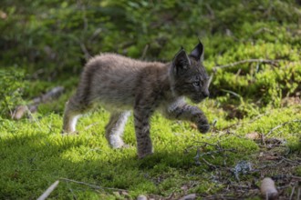 One young (10 weeks old) male Eurasian lynx, (Lynx lynx), walking over a mossy, wet forest floor.