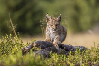 One young (10 weeks old) male Eurasian lynx, (Lynx lynx), walking over a rotten tree