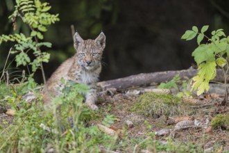 One young (10 weeks old) male Eurasian lynx, (Lynx lynx), sitting on mossy rocks at a forest edge