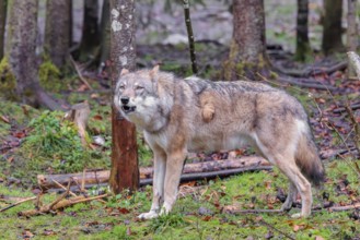 An adult female grey wolf (Canis lupus lupus) stands howling at the edge of the forest on an