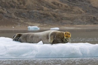 Bearded seal (Erignathus barbatus) resting on ice floe along the coast of Svalbard, Spitsbergen