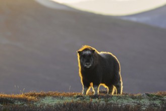 Muskox (Ovibos moschatus) calf on the tundra at sunset in autumn, fall, Dovrefjell–Sunndalsfjella