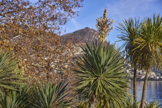 Palm lilies (Yucca), blossom, mountains, trees, depth of field, blue sky, Lake Lugano, Lugano,