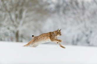 One young male Eurasian lynx, (Lynx lynx), running over a deep snow covered meadow with a forest in