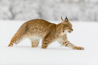 One young male Eurasian lynx, (Lynx lynx), walking over a deep snow covered meadow with a forest in