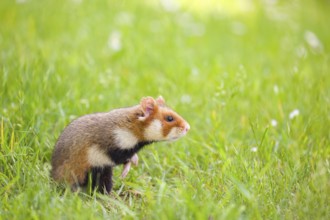 A European hamster (Cricetus cricetus), Eurasian hamster, black-bellied hamster or common hamster,