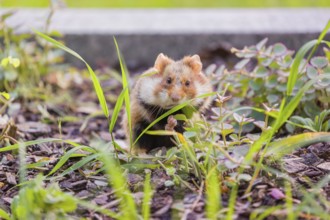 A European hamster (Cricetus cricetus), Eurasian hamster, black-bellied hamster or common hamster,