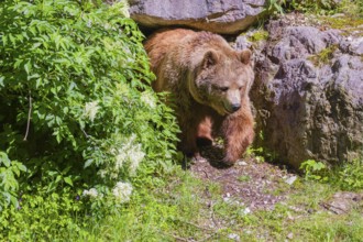 A female Eurasian brown bear (Ursus arctos arctos) leaves her den under an elderberry bush