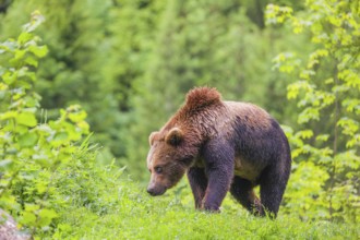 A young male eurasian brown bear (Ursus arctos arctos) runs across a meadow in hilly terrain