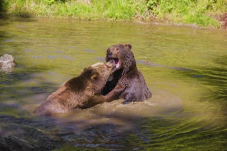 A Eurasian brown bear (Ursus arctos arctos) sow fighting with a big male in a pond