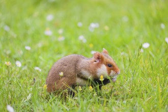 A European hamster (Cricetus cricetus), Eurasian hamster, black-bellied hamster or common hamster,