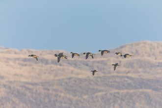 Pintails (Anas acuta), flock of birds in flight, island of Texel, Holland