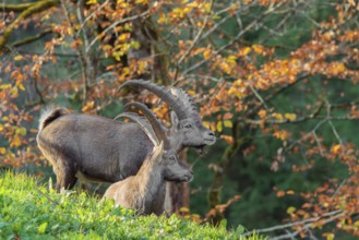 Two male ibex (Capra ibex) standing on a green meadow in bright sunlight