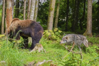 A eurasian grey wolf (Canis lupus lupus) attacks an european brown bear (Ursus arctos arctos)