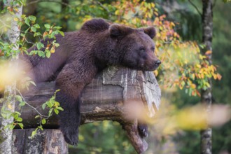 A young male Eurasian brown bear (Ursus arctos arctos) rests on a rotting log lying on the ground.