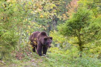 A young male Eurasian brown bear (Ursus arctos arctos) stands on a meadow between bushes