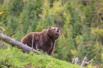 An adult female brown bear (Ursus arctos arctos) stands on top of a small hill. Trees in fall