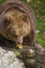 An adult female brown bear (Ursus arctos arctos) sniffes on grapes lying on a rotting fallen tree