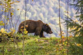 An adult female brown bear (Ursus arctos arctos) walks along a rim on hilly terrain. In the