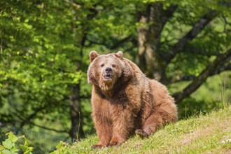 An adult female brown bear (Ursus arctos arctos) sits on a green meadow