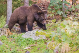 A young male Eurasian brown bear (Ursus arctos arctos) runs through a forest