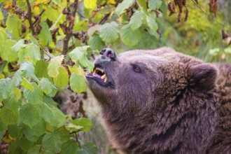 An adult female brown bear (Ursus arctos arctos) eating leaves from a birch tree