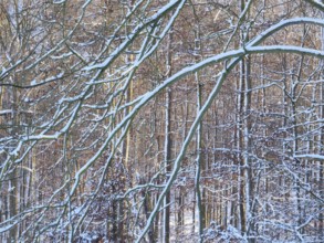 Beech woodland (Fagus sylvatica), trees and branches covered in hoarfrost and snow in an abstract